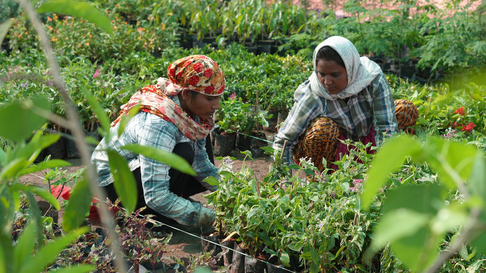 MIAM nursery plants — Surjagad Ispat in association with MIAM