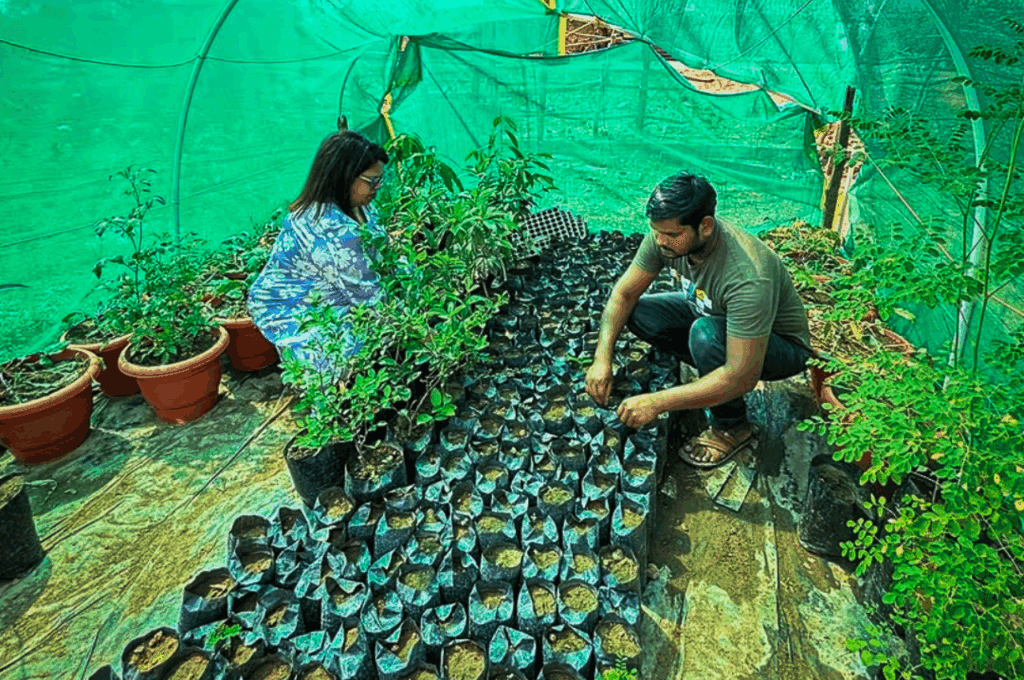 tree plantation at miam